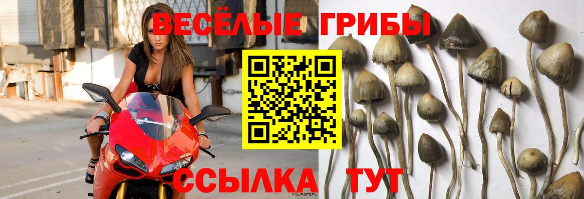 Галлюциногенные грибы GOLDEN TEACHER  Вход с VPN  Советская Гавань  Псилоцибиновые грибы ЛСД 